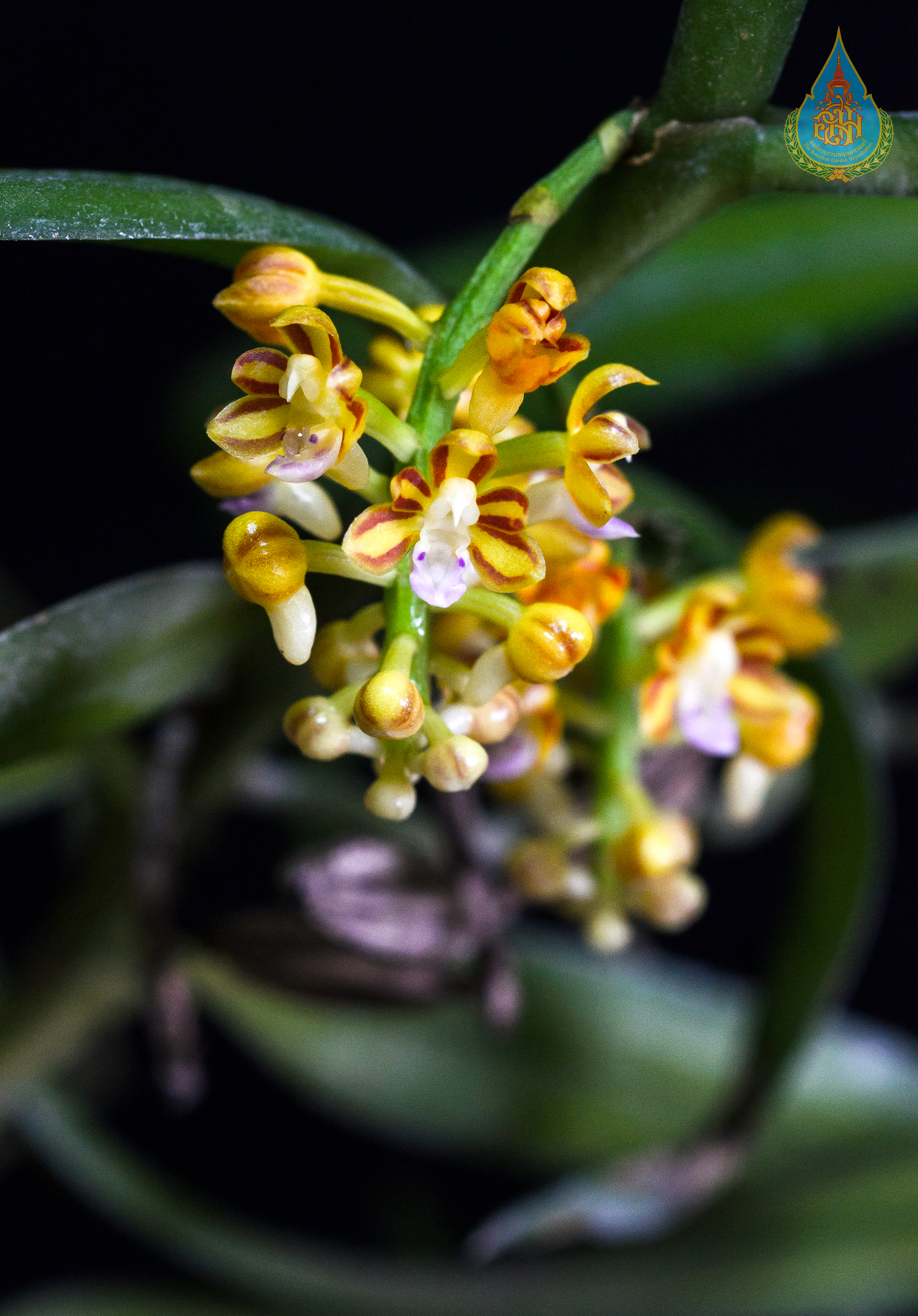 เอื้องช่อมะยม Cleisostoma tenuifolium (L.) Garay<br/>ORCHIDACEAE